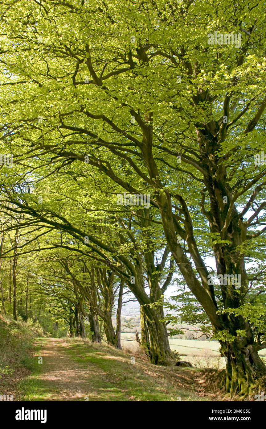 Ligne d'arbres le long d'une ancienne banque Devon sur East Hill, près de Sidmouth Banque D'Images