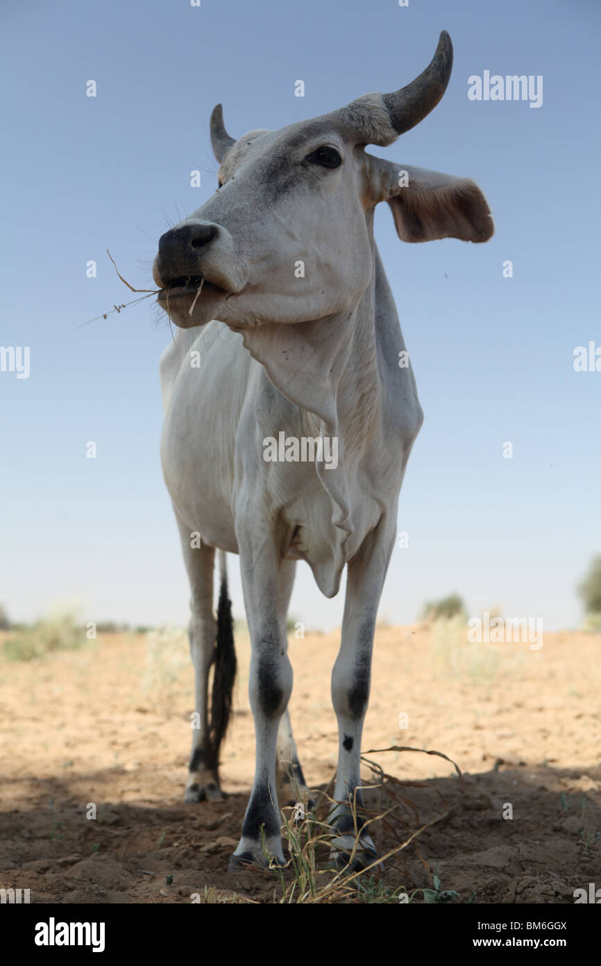 Une vache mince à la recherche de nourriture dans le désert du grand désert du Thar au Rajasthan, Inde. Banque D'Images