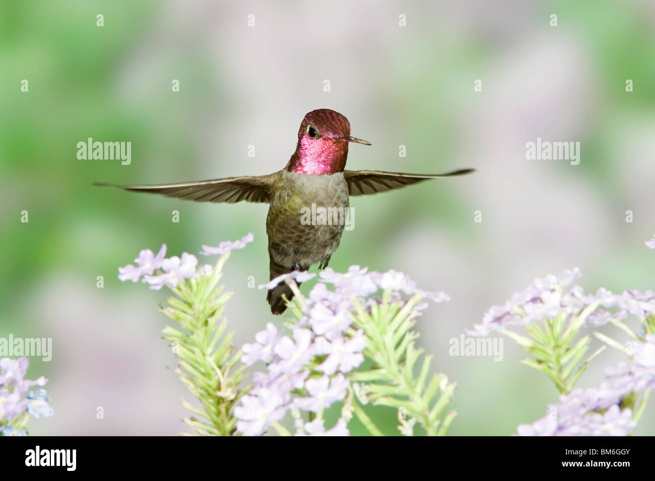 Anna's Hummingbird dans Babylone Fleurs Banque D'Images