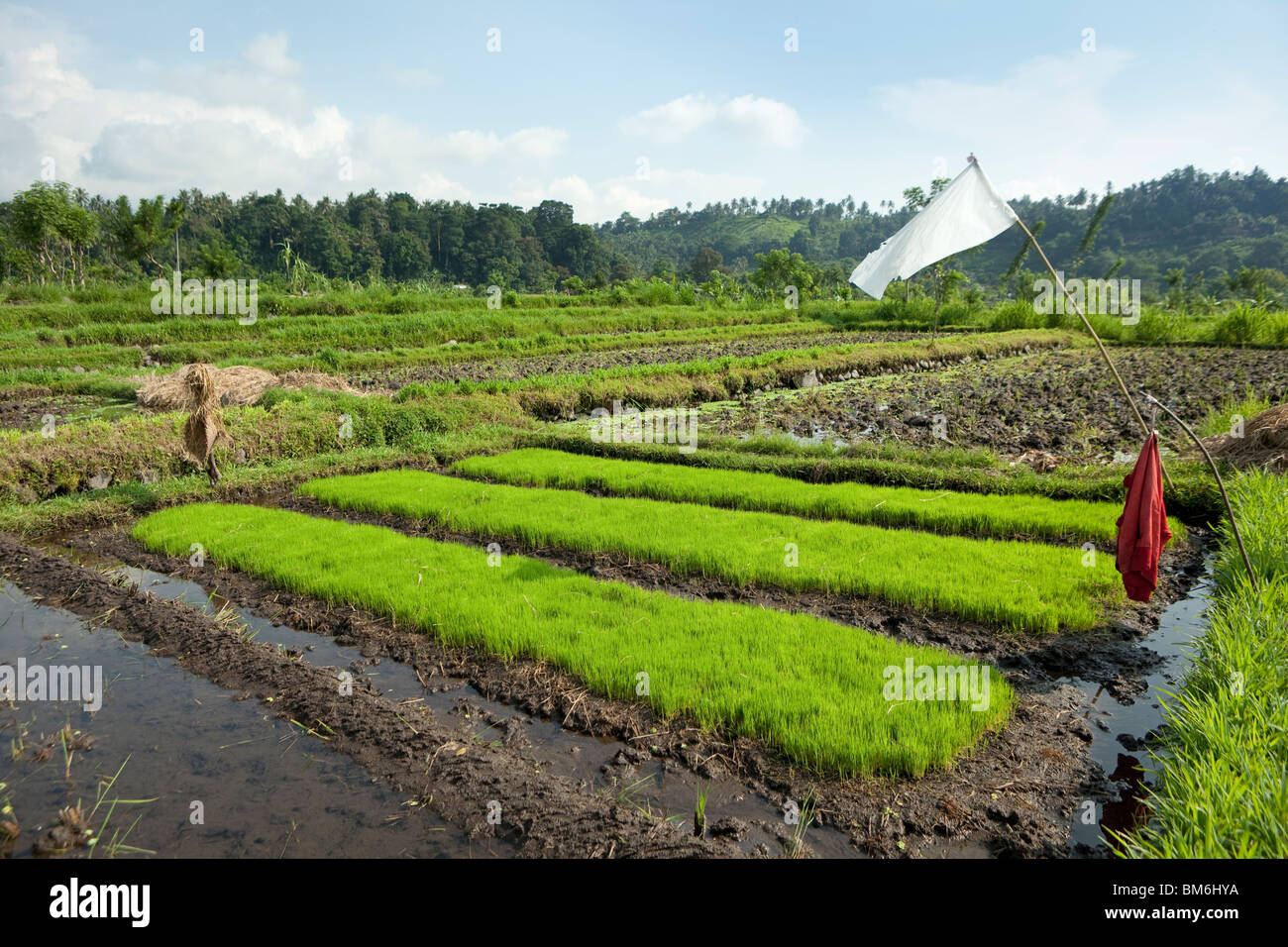 Champ de riz en pépinière à Tirta Gangga, Bali Indonésie Banque D'Images