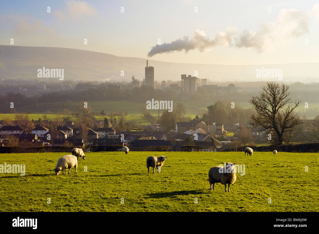 Moutons paissent au-dessus de West Bradford, au tabagisme Castle Cement travaille à distance près de Clitheroe, vallée de Ribble, Lancashire. Banque D'Images