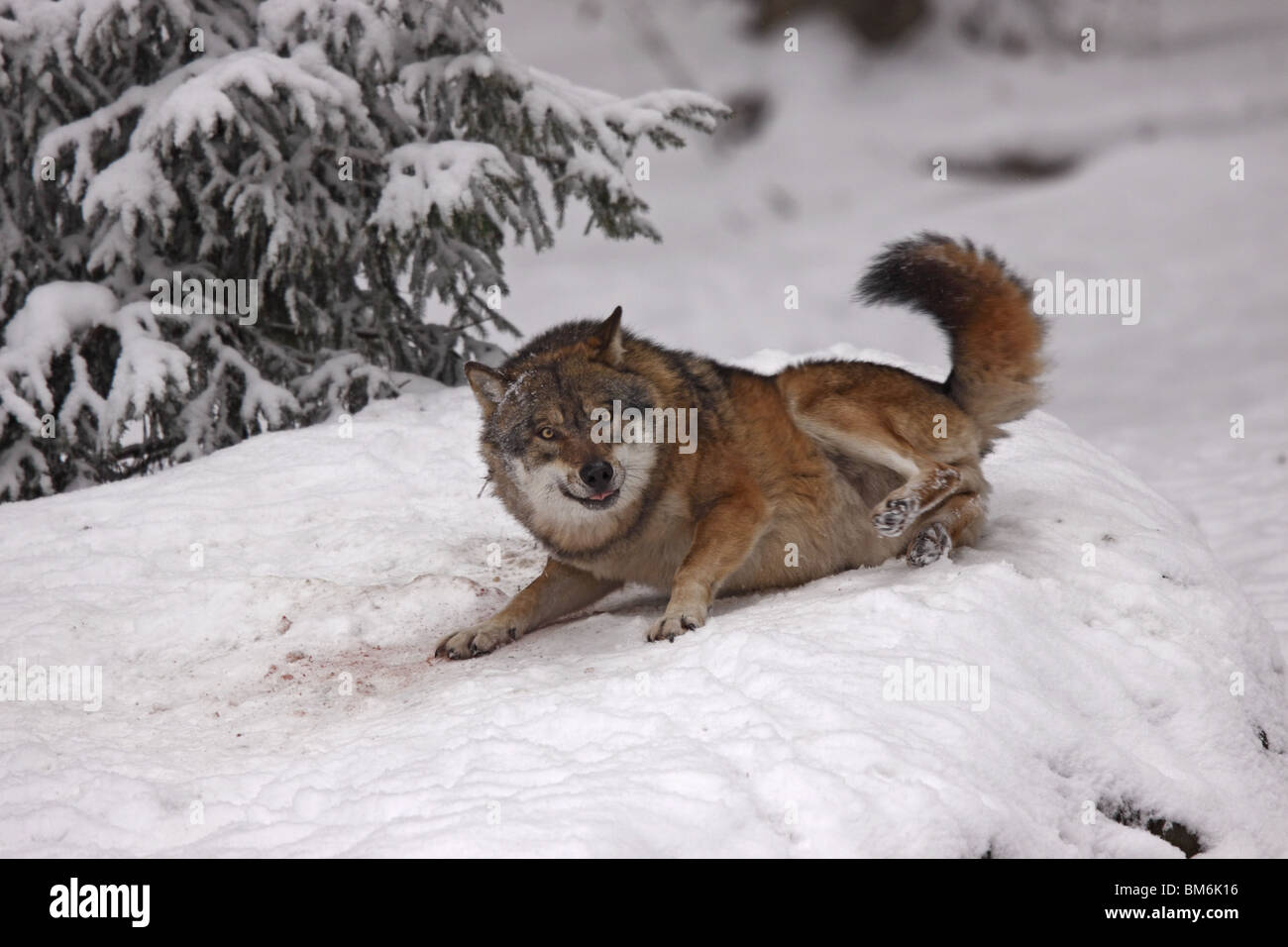 Le loup, Canis lupus, Raubtier, hiver, schnee Banque D'Images