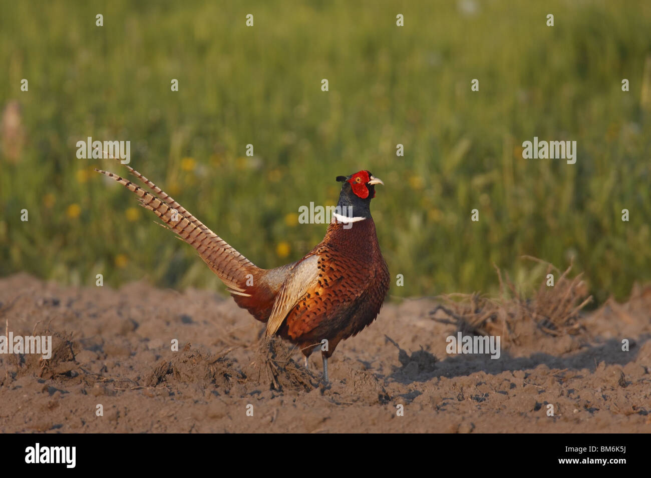 Phasianus colchicus Fasan,,,, le faisan commun Banque D'Images