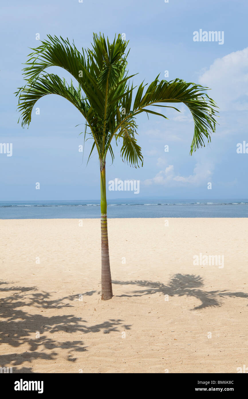 Palmtree à la plage de Sanur, Bali, Indonésie Banque D'Images