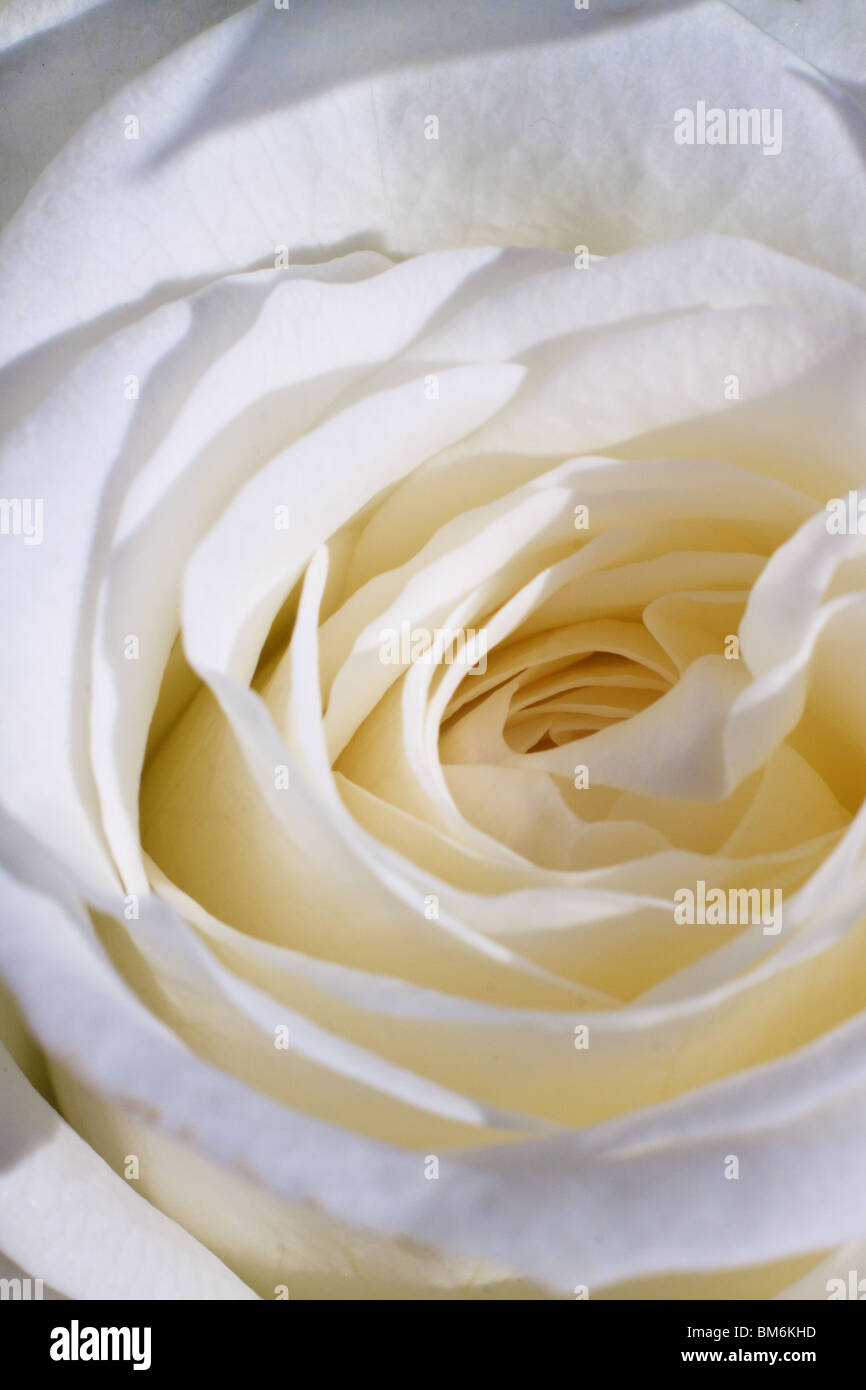 Macro image d'une rose blanc/crème Banque D'Images