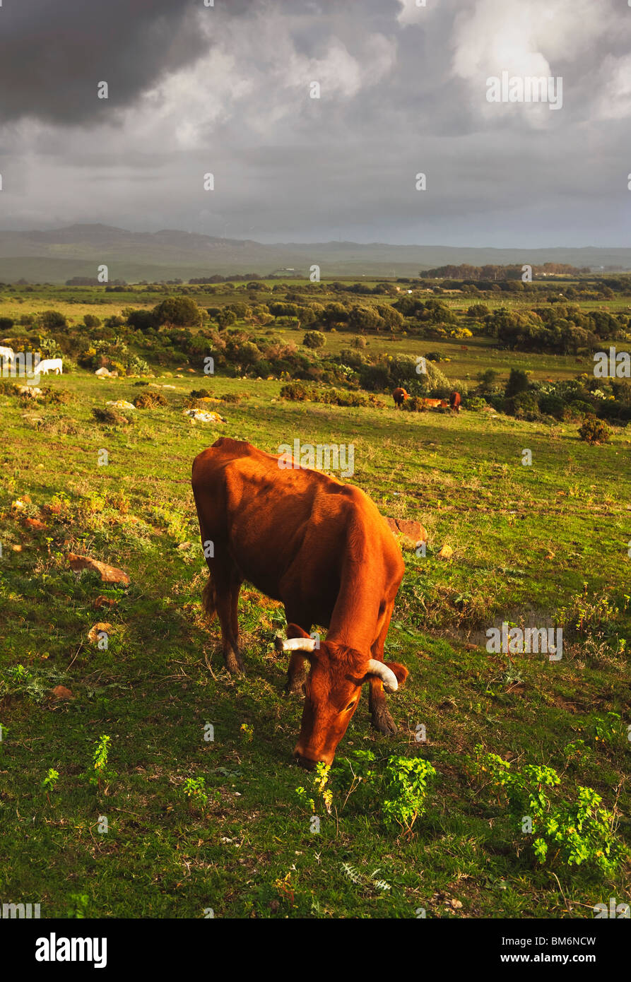 Tarifa, Cadix, Andalousie, Espagne ; une vache dans un champ Banque D'Images