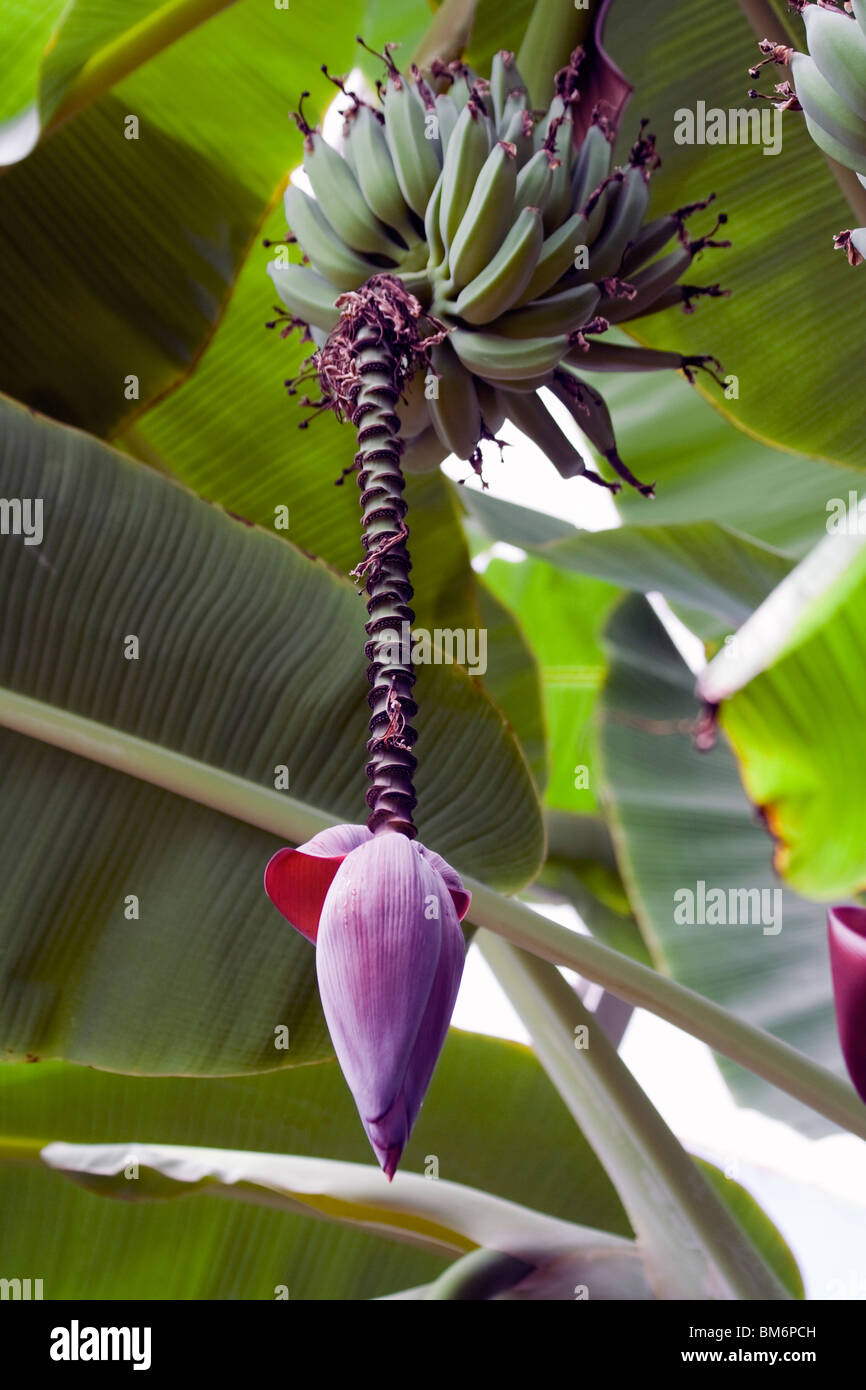 Le bananier. Chicago Botanic Garden. Banque D'Images