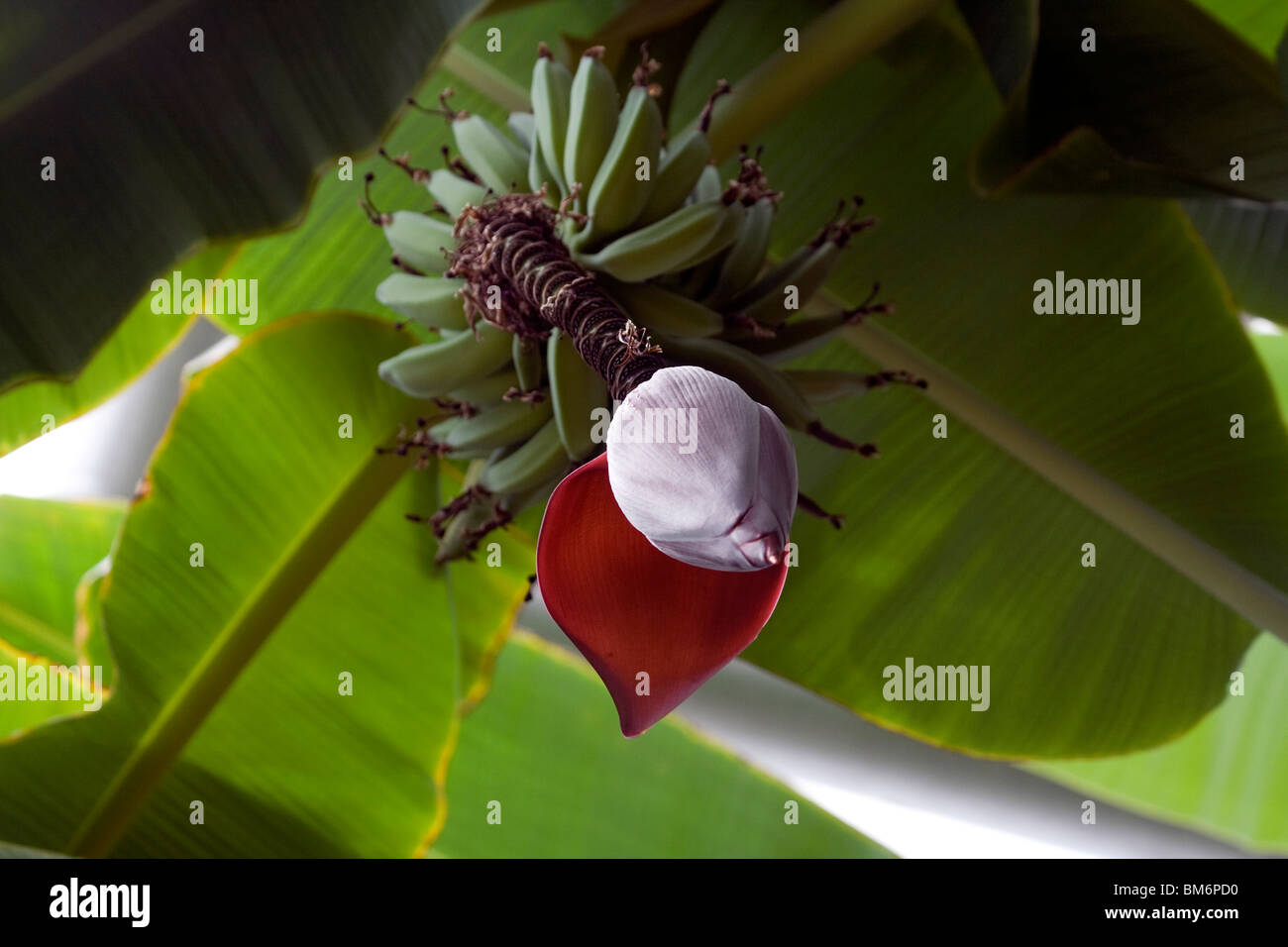 Le bananier. Chicago Botanic Garden. Banque D'Images