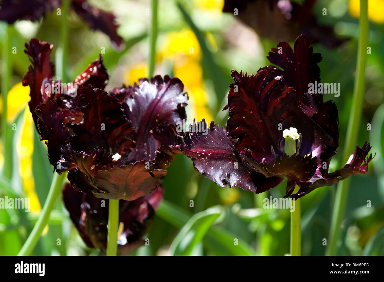 Tulipa 'Black Parrot'. Parrot Tulip. Chicago Botanic Garden Banque D'Images