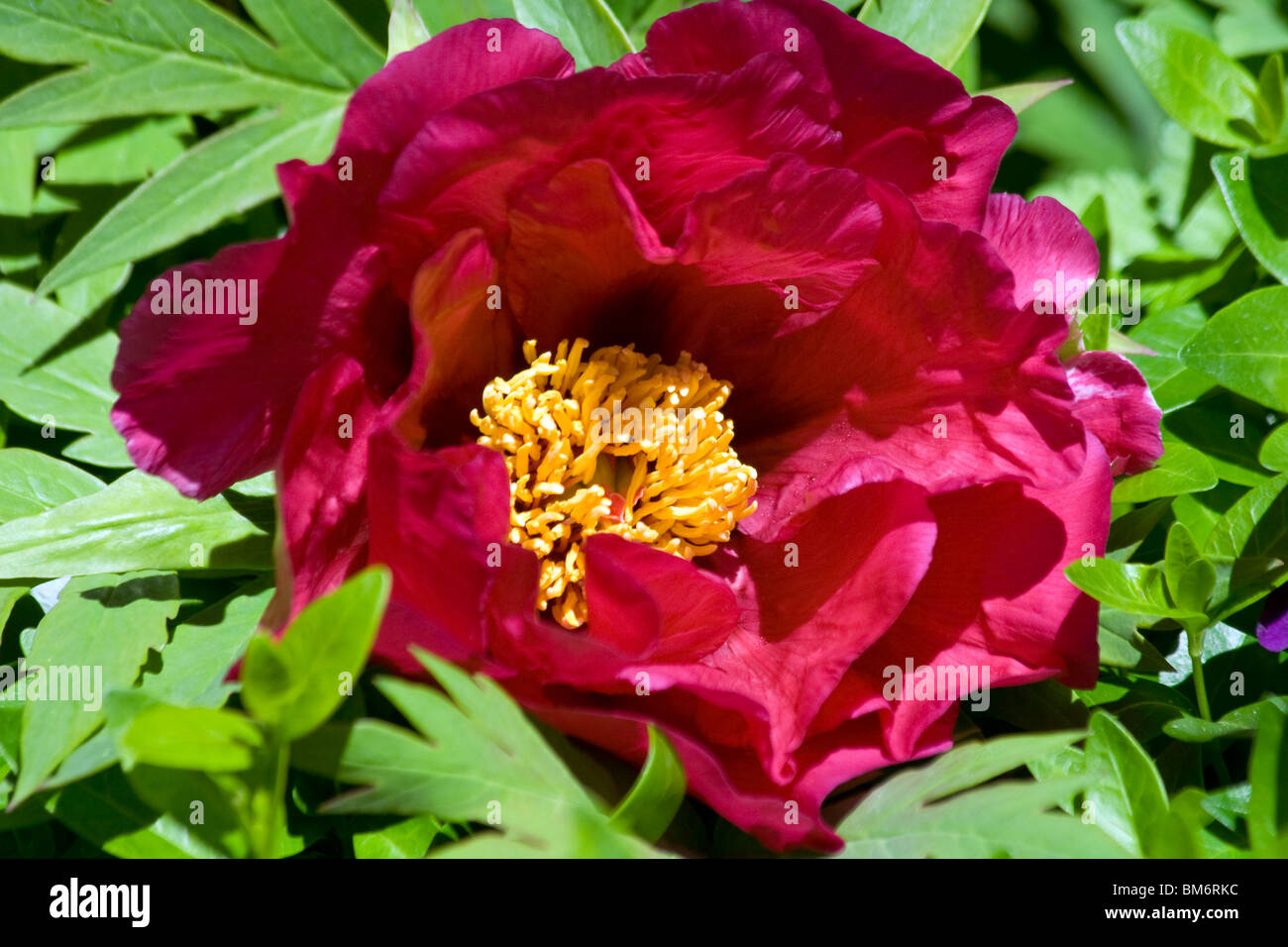 Paeonia suffruticosa, la pivoine arbustive Banque D'Images