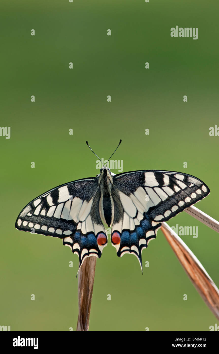 Papillon commun : Papilio machaon. Spécimens élevés en captivité Banque D'Images