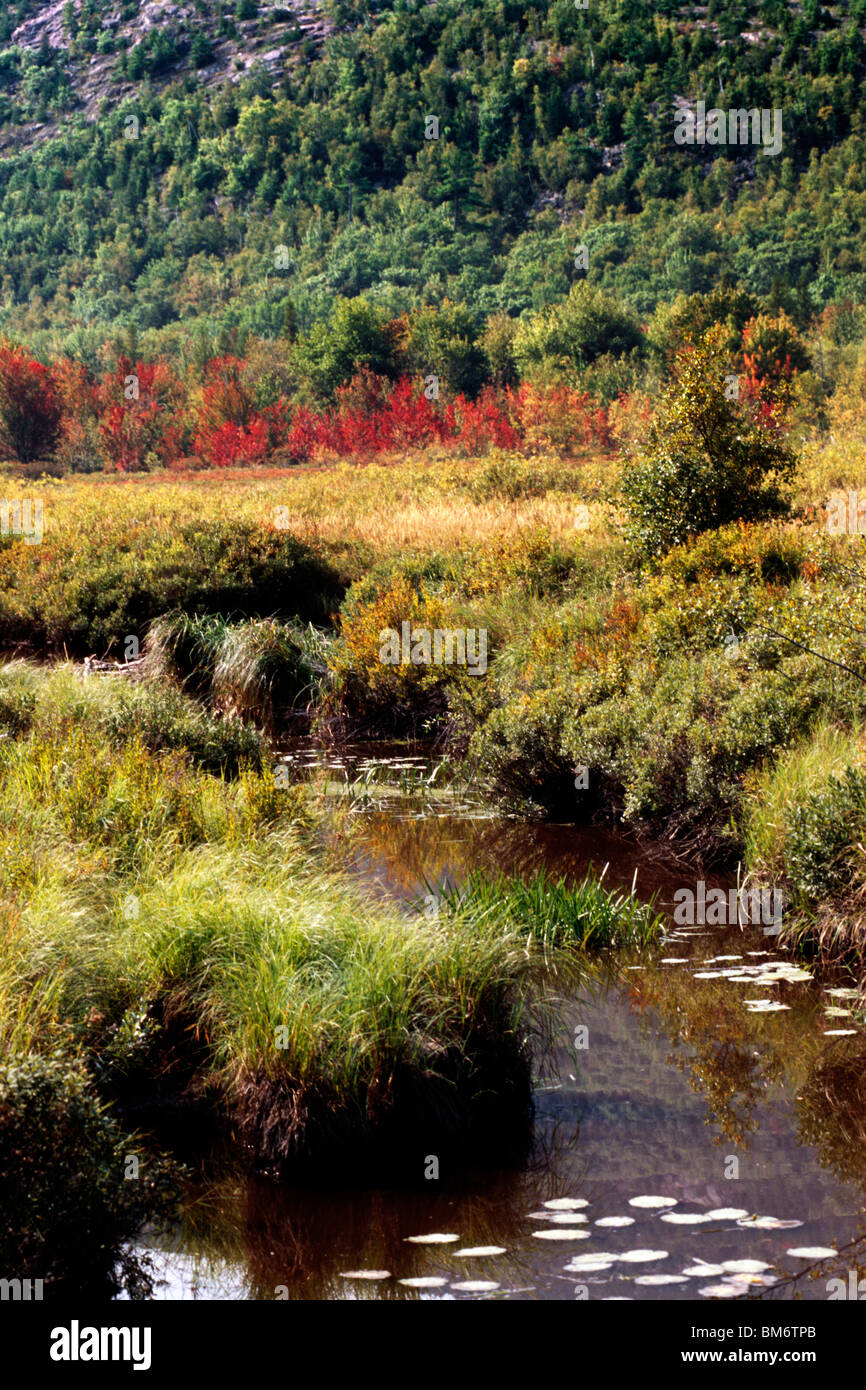 Parc national acadien, Maine, USA ; bien qu'un ruisseau Meadow Banque D'Images