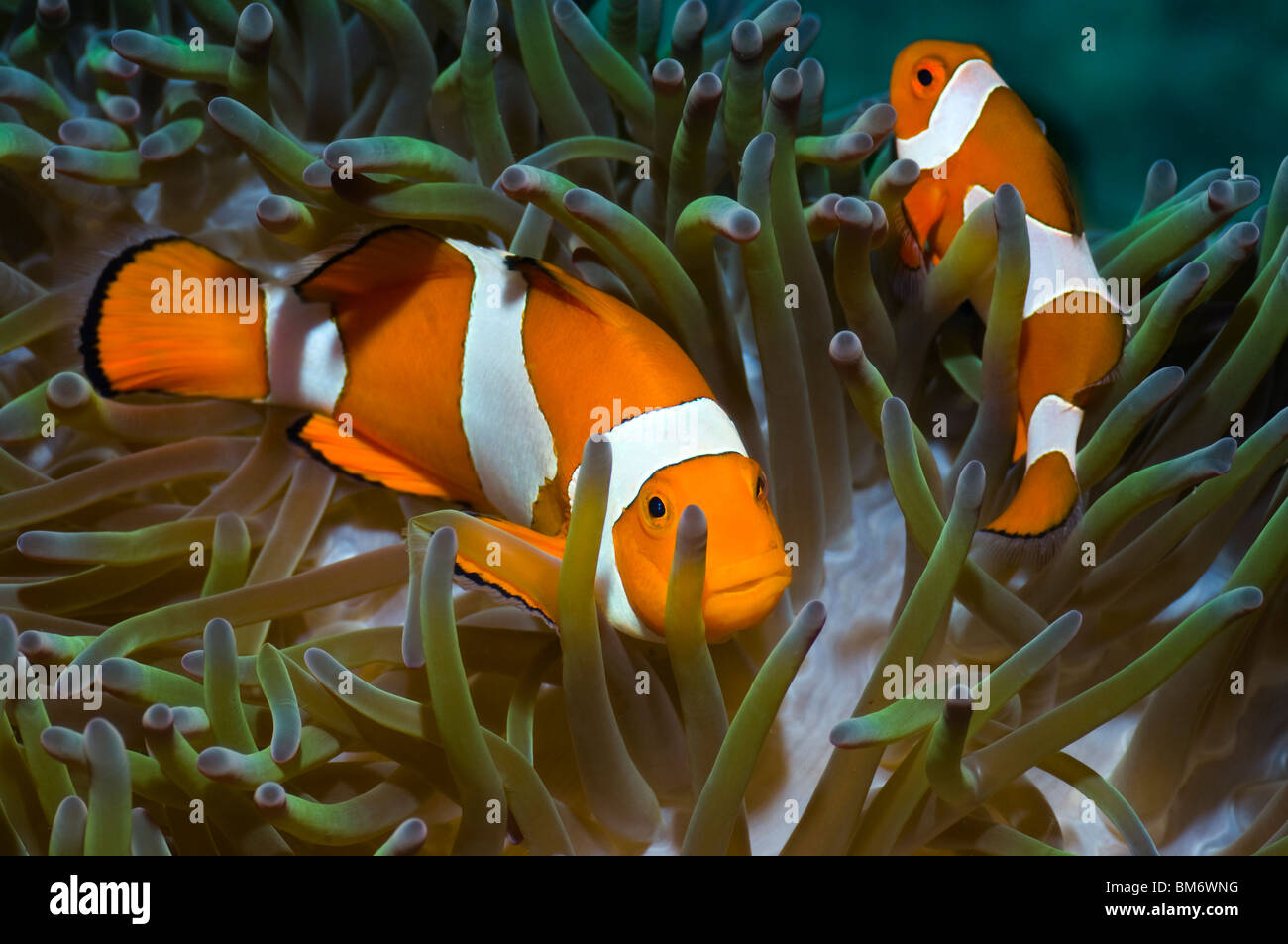 False clown poisson clown (Amphiprion ocellaris) dans l'hôte anemone. Misool, Raja Ampat, Papouasie occidentale, en Indonésie. Banque D'Images