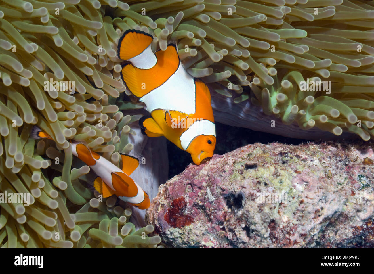 False clown poisson clown (Amphiprion ocellaris) femelle et petit mâle la préparation de la roche de corail patch avant le frai. Banque D'Images