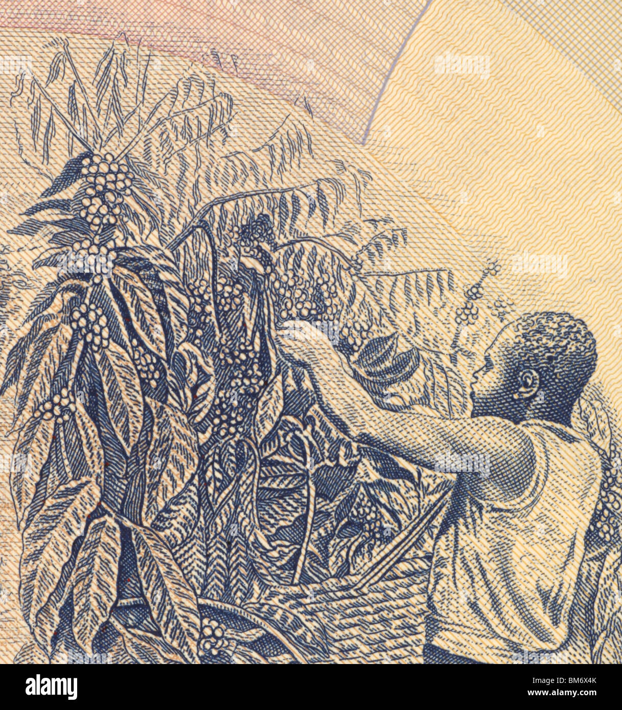 La récolte de café à 500 shillings 1983 Euros à partir de l'Ouganda. Banque D'Images