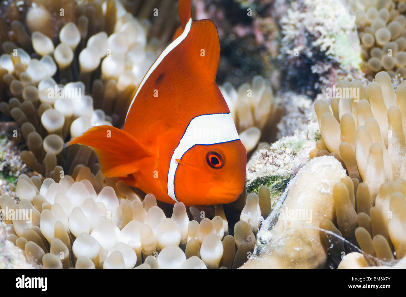 Spinecheek (Premnas biaculeatus poisson clown) exclusivement avec l'anémone Entacmaea Bubble tip (quadricolor). Misool, Raja Empat, nous Banque D'Images