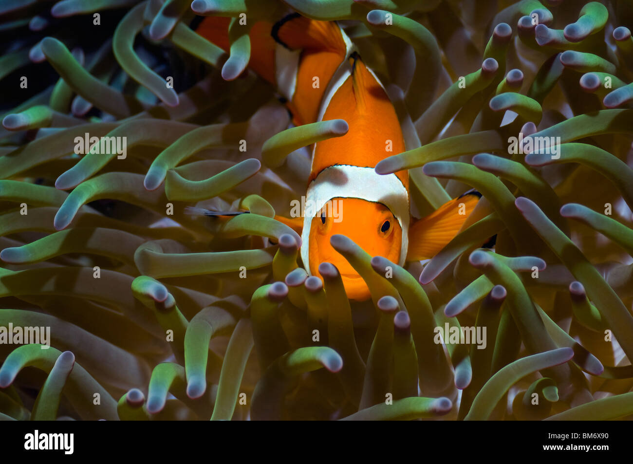 False clown poisson clown (Amphiprion ocellaris). Misool, Raja Empat, Papouasie occidentale, en Indonésie. Banque D'Images