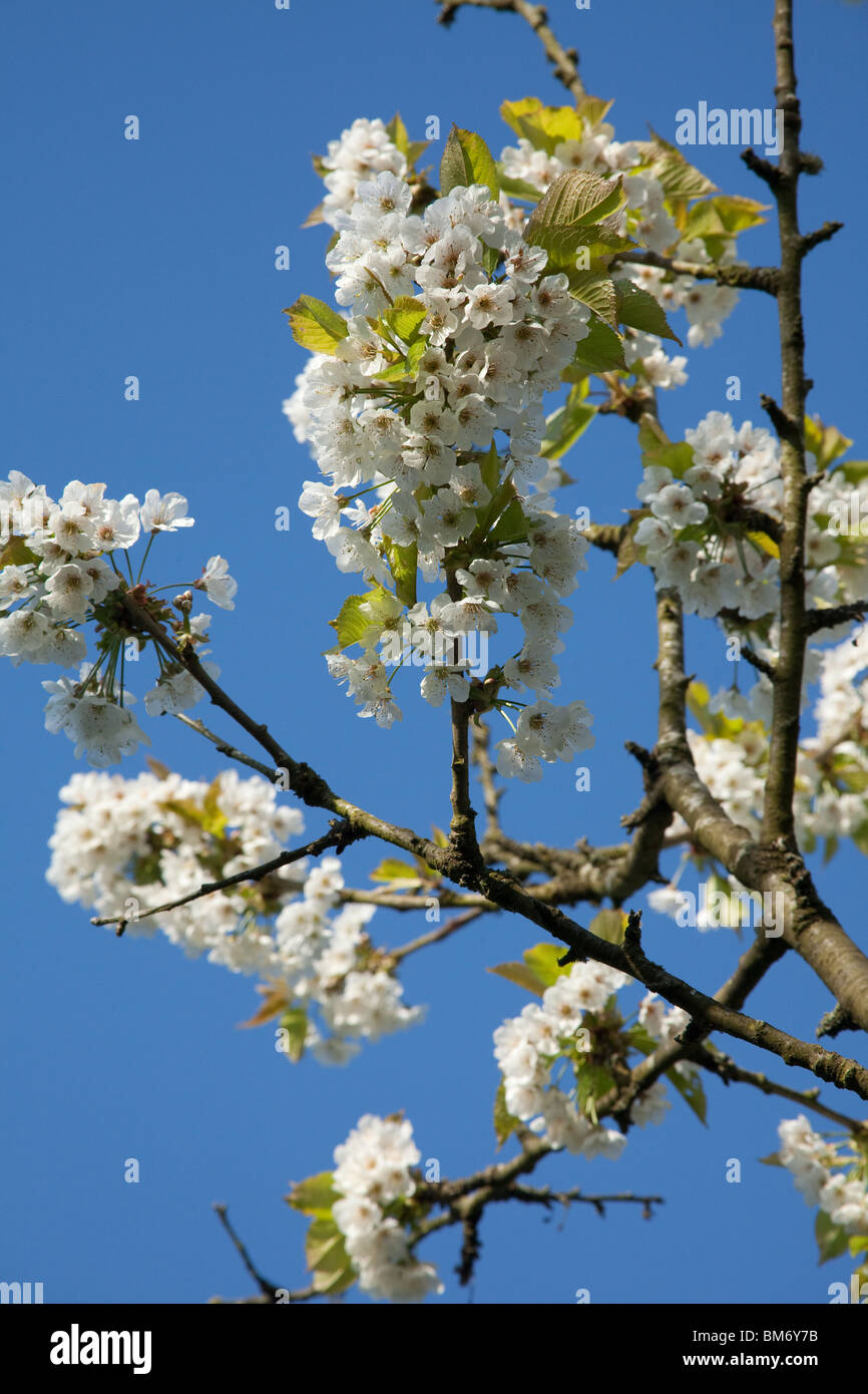 Fleurs de cerisier ou d'oranger, Hampshire, Angleterre, Royaume-Uni. Banque D'Images