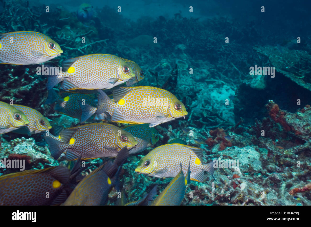 Poisson lapin d'or (Siganus guttatus) l'école. La mer d'Andaman, en Thaïlande. Banque D'Images