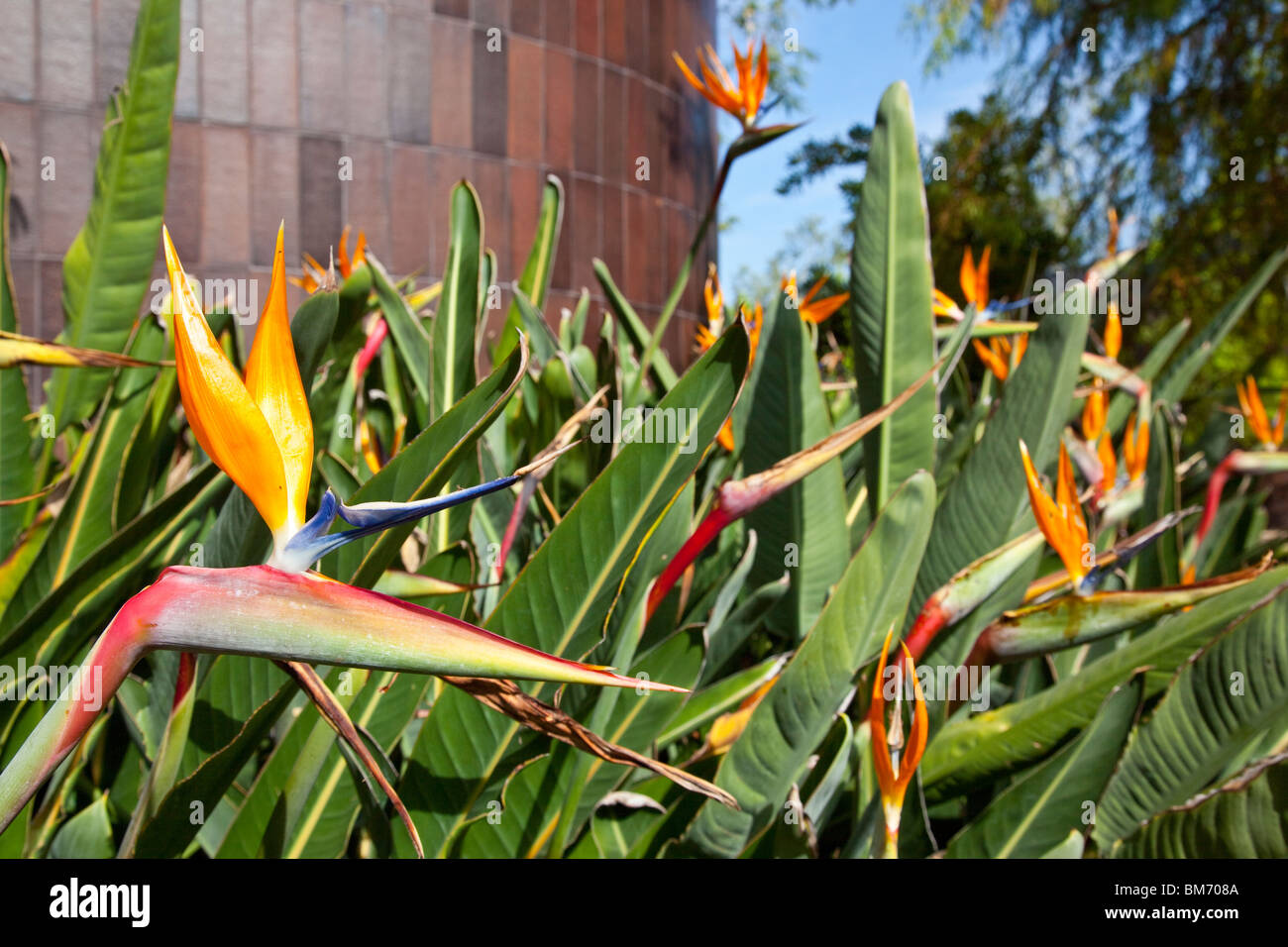 Oiseau du Paradis, Strelitzia reginae au Norton Simon Museum de Pasadena, Californie Banque D'Images