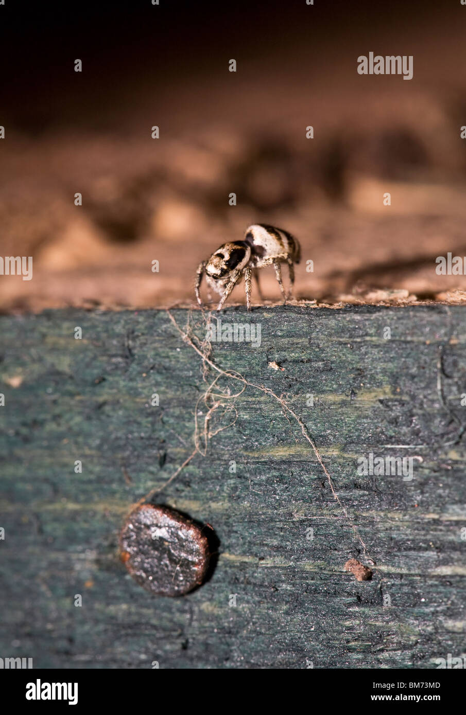 (Salticus scenicus araignée zèbre) Banque D'Images
