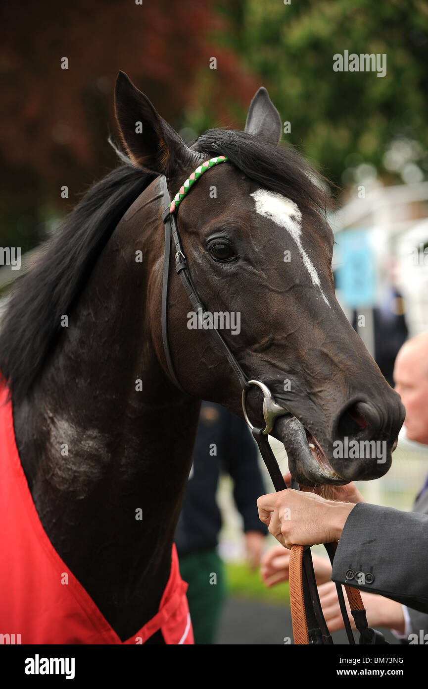 Monté par TOM QUEALLY MANIFESTE Emirates Airline YORKSHIRE CUP HIPPODROME DE YORK YORK ANGLETERRE 14 Mai 2010 Banque D'Images