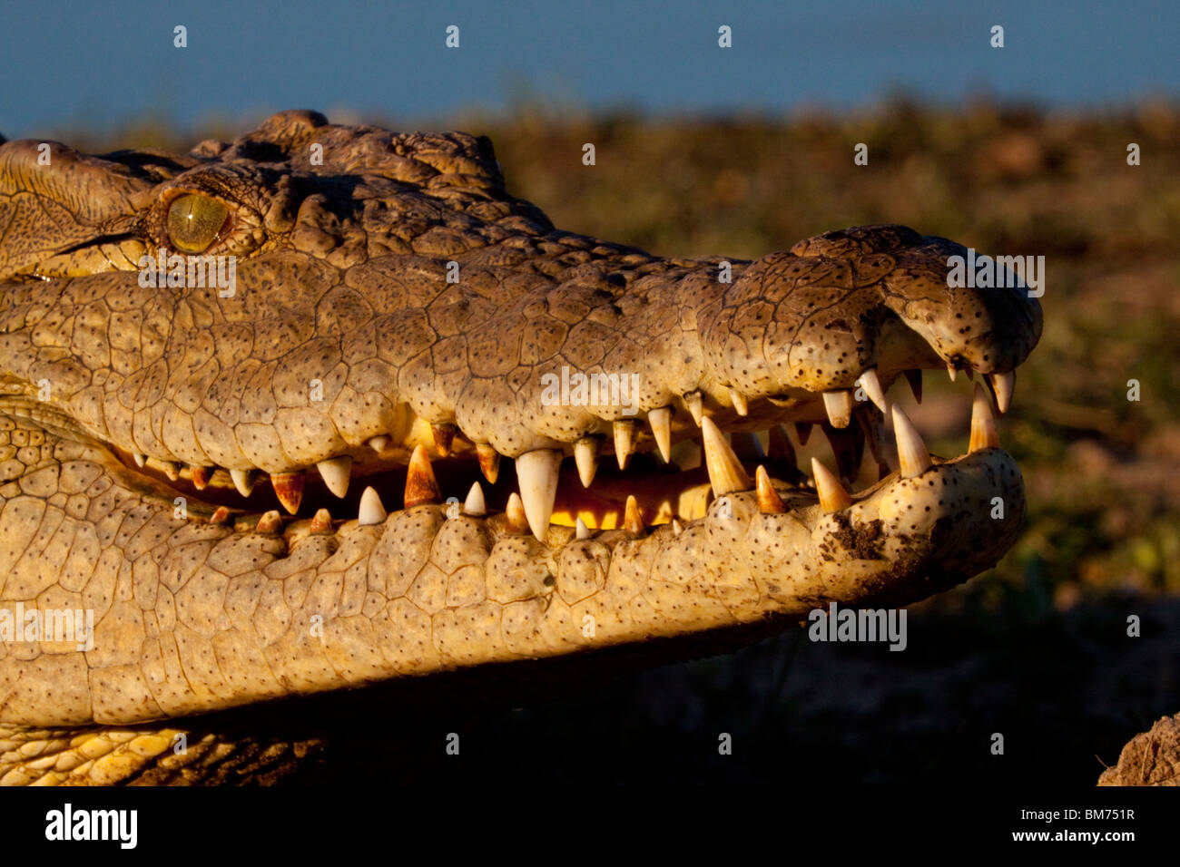 Le crocodile du Nil (Crocodylus niloticus). portrait. Parc National Kruger, Limpopo, Afrique du Sud. Banque D'Images