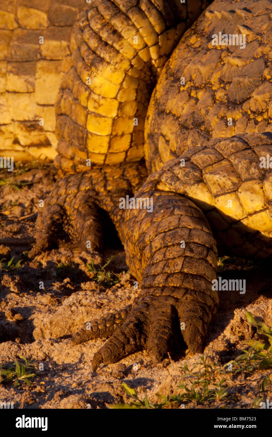 Le crocodile du Nil (Crocodylus niloticus). Pieds de détail. Parc National Kruger, Limpopo, Afrique du Sud. Banque D'Images