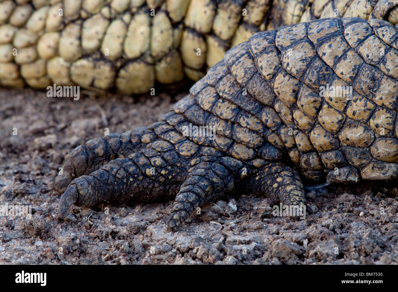 Le crocodile du Nil (Crocodylus niloticus). Banque D'Images