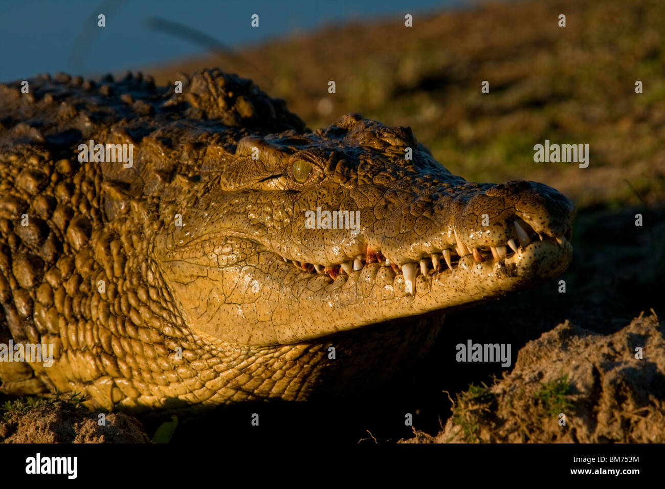 Le crocodile du Nil (Crocodylus niloticus). Parc National Kruger, Limpopo, Afrique du Sud. Banque D'Images