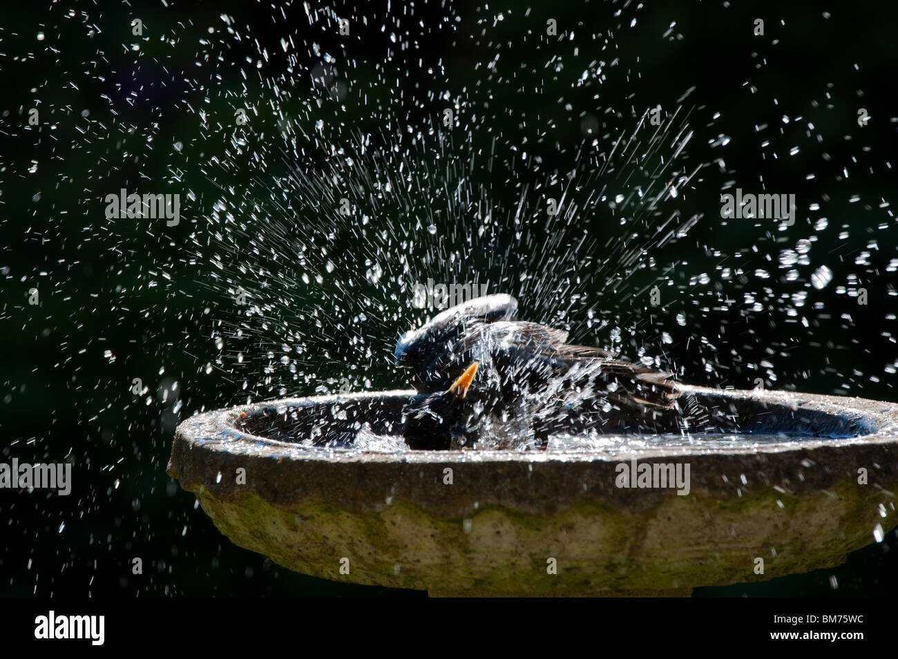 Sturnus vulgaris. Starling lave dans un bain d'oiseau en pierre jardin. UK Banque D'Images