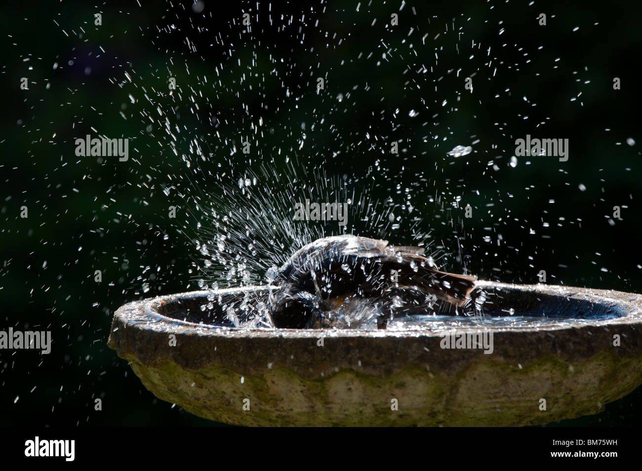 Sturnus vulgaris. Starling lave dans un bain d'oiseau en pierre jardin. UK Banque D'Images