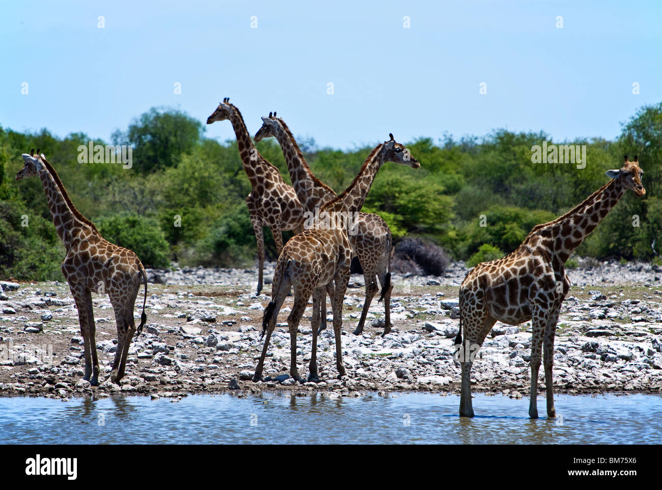 La Namibie,Owamboland,Girafe (Giraffa camelopardis) près d'un étang dans le Parc National d'Etosha Banque D'Images