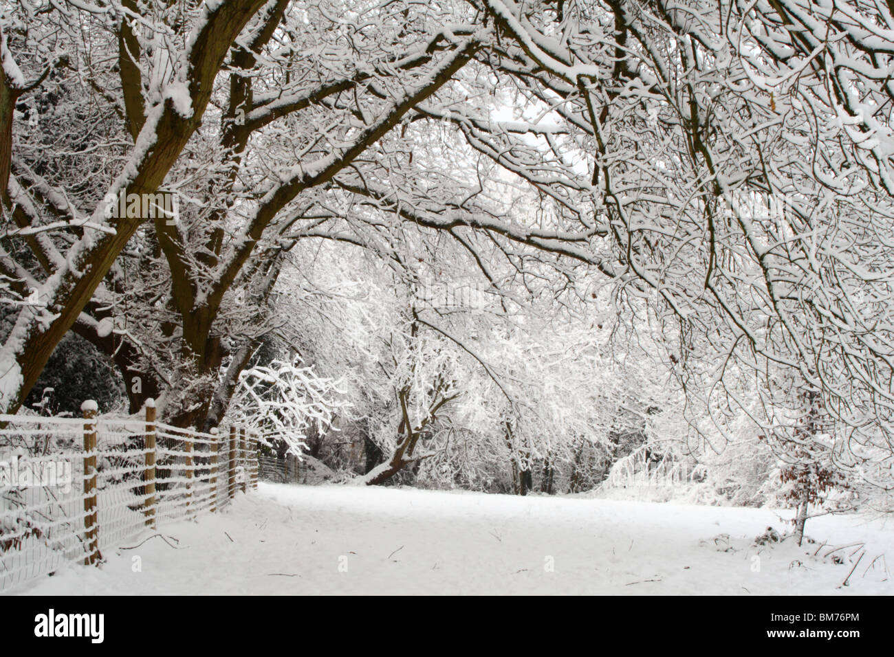 Neige en hiver à Tinker Woods, Downley, High Wycombe, Buckinghamshire, Royaume-Uni Banque D'Images