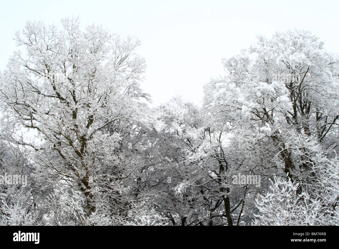Arbres couverts de neige après une importante chute de neige de Tinker Woods, Downley, High Wycombe, Buckinghamshire, Royaume-Uni Banque D'Images