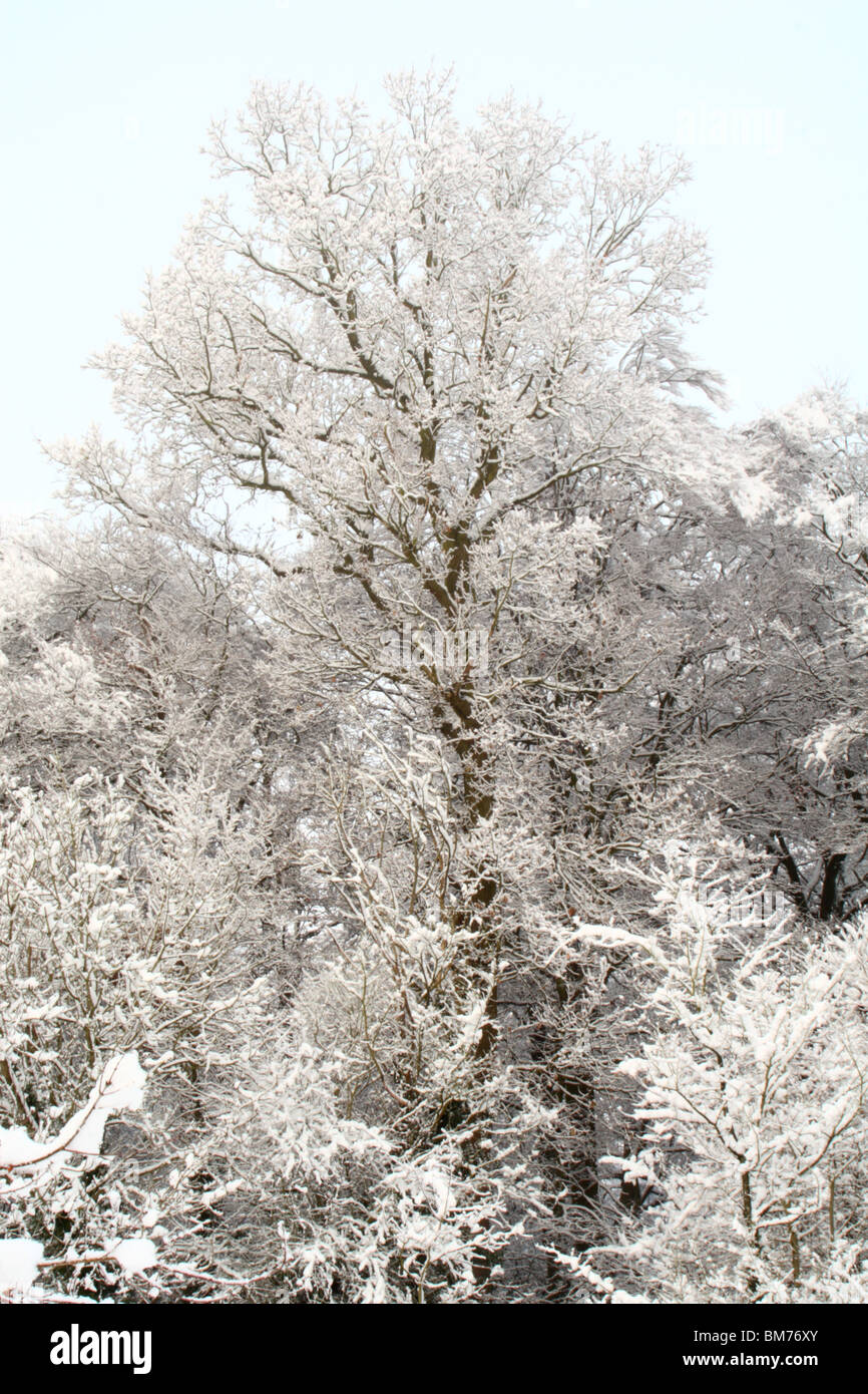 Arbres couverts de neige après une importante chute de neige de Tinker Woods, Downley, High Wycombe, Buckinghamshire, Royaume-Uni Banque D'Images