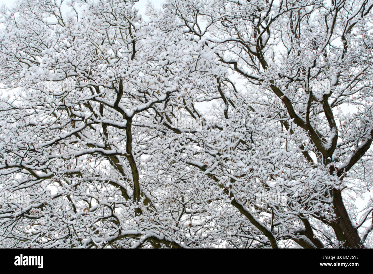 Arbres couverts de neige après une importante chute de neige de Tinker Woods, Downley, High Wycombe, Buckinghamshire, Royaume-Uni Banque D'Images