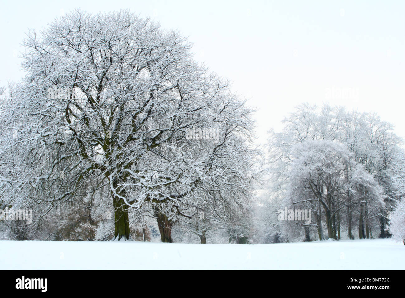 Arbres couverts de neige après une importante chute de neige de Tinker Woods, Downley, High Wycombe, Buckinghamshire, Royaume-Uni Banque D'Images