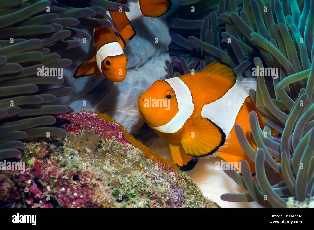 False clown poisson clown (Amphiprion ocellaris) fraîchement pondu tendance. Misool, Raja Empat, Papouasie occidentale, en Indonésie. Banque D'Images