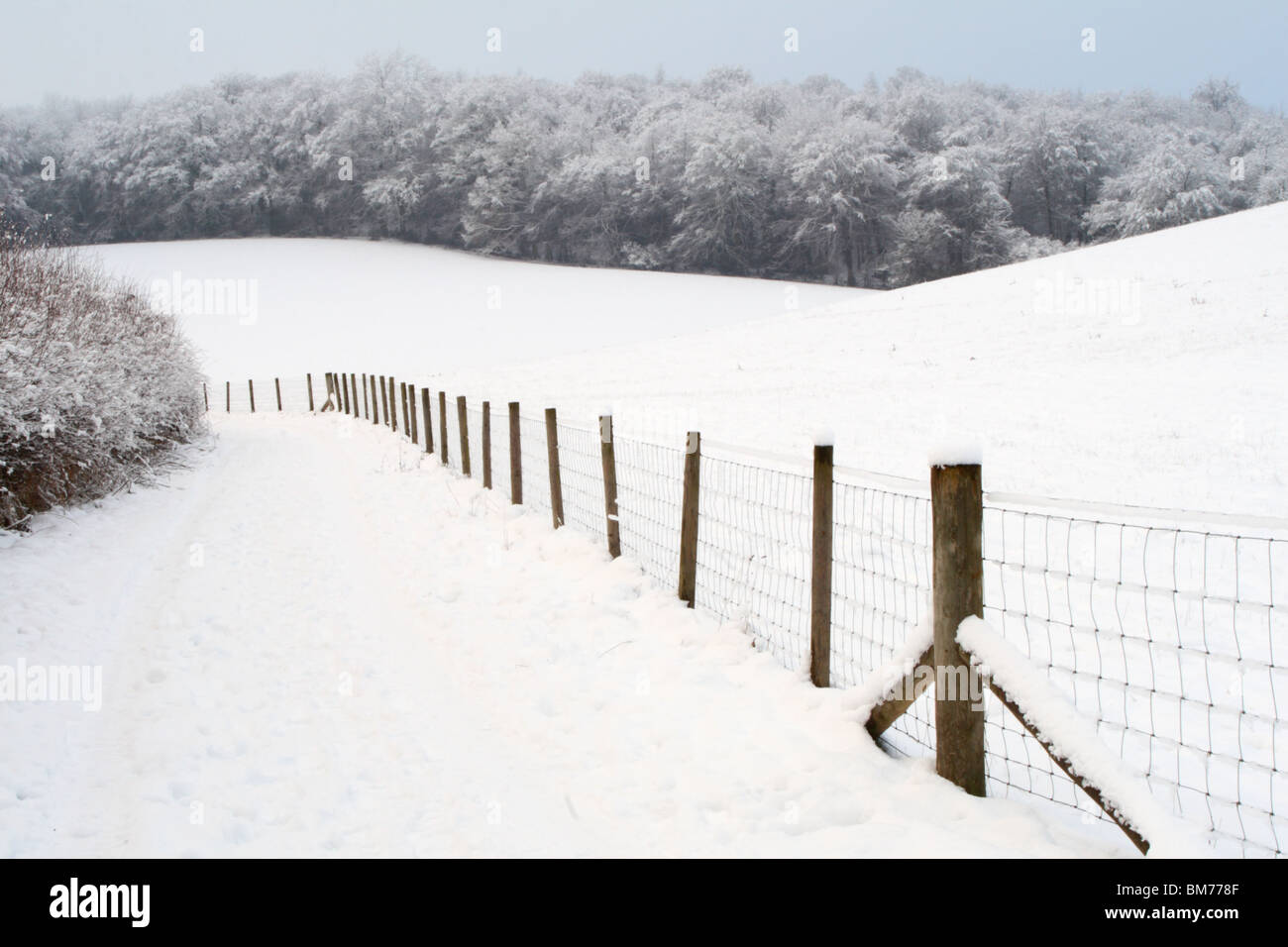 Neige en hiver à Tinker Woods, Downley, High Wycombe, Buckinghamshire, Royaume-Uni Banque D'Images