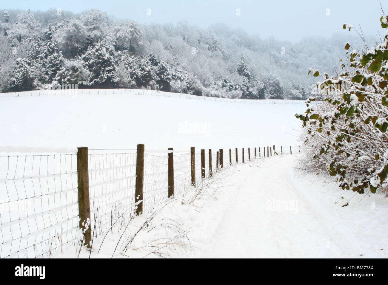 Neige en hiver à Tinker Woods, Downley, High Wycombe, Buckinghamshire, Royaume-Uni Banque D'Images