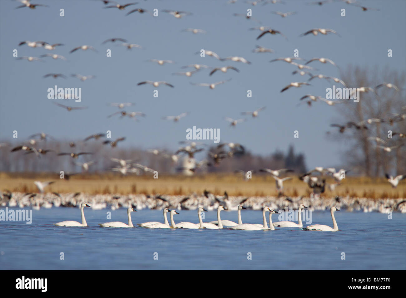 Décollage vol swan Regina Saskatchewan canada migration Banque D'Images