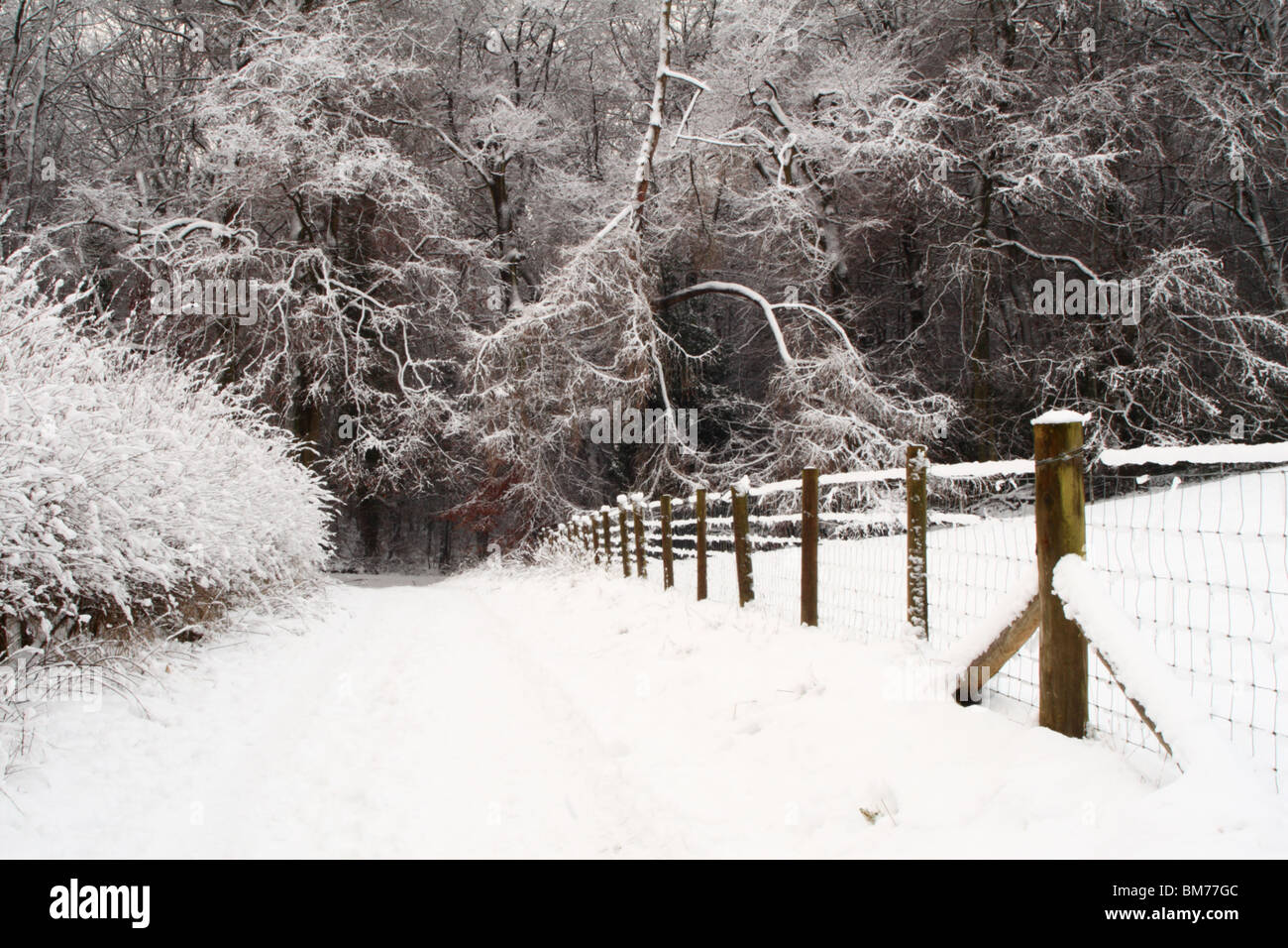 Neige en hiver à Tinker Woods, Downley, High Wycombe, Buckinghamshire, Royaume-Uni Banque D'Images