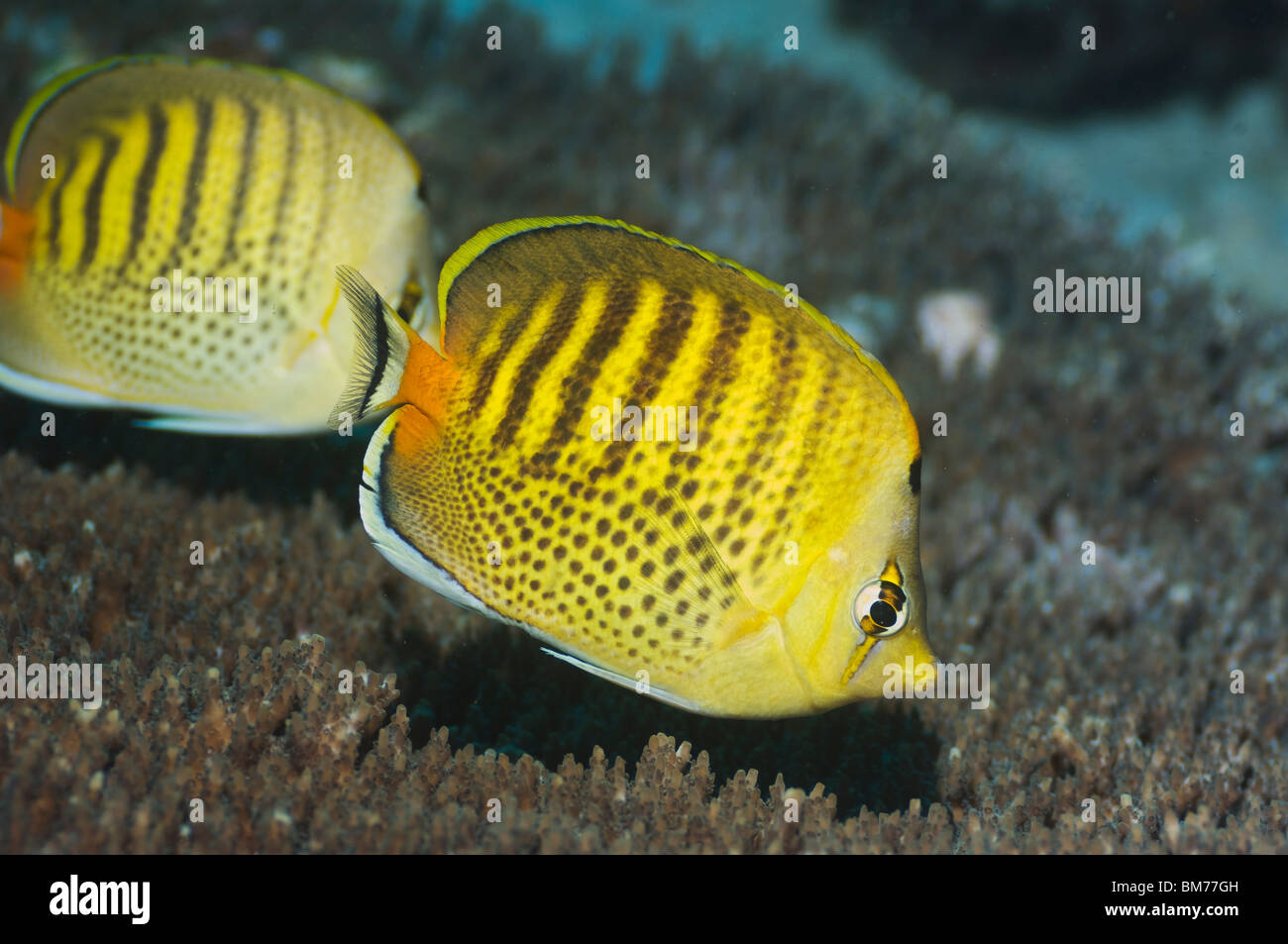 Spot-banded médiocre (Chaetodon punctatofasciatus). Misool, Raja Empat, Papouasie occidentale, en Indonésie. Banque D'Images