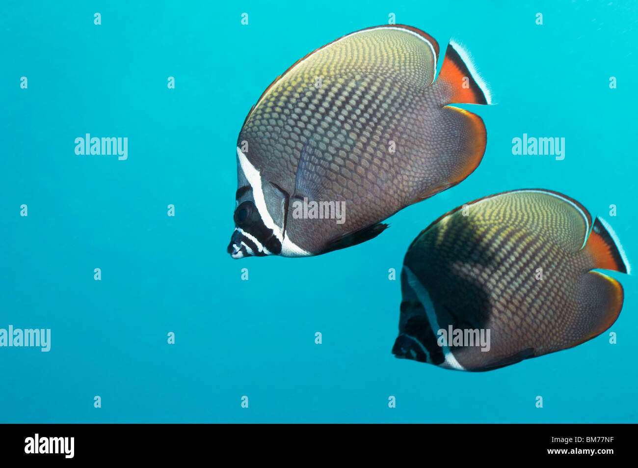 Redtail ou médiocre (Chaetodon collare à collier). La mer d'Andaman, en Thaïlande. Banque D'Images