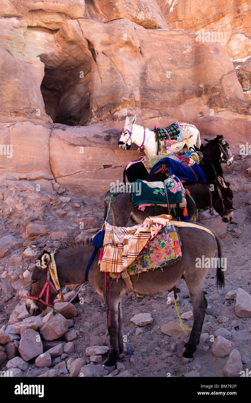 Les ânes se reposant dans l'ombre à Pétra (Jordanie), en attente de l'appel de touristes fatigués Banque D'Images