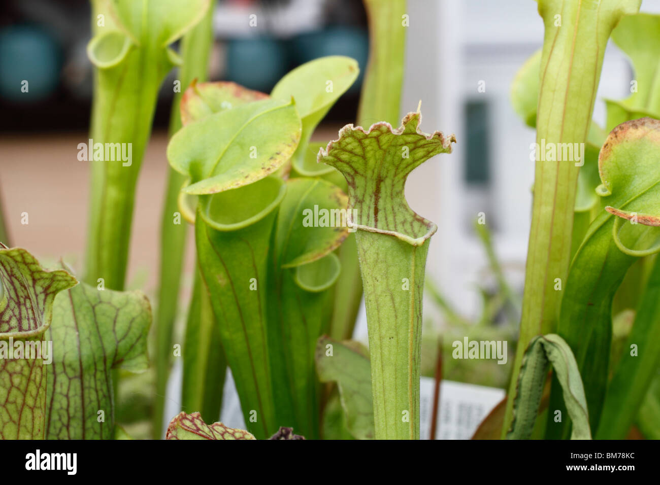 (Sarracenia sarraceniaceae), North American sarracénie sarracénie pourpre, garden Center, Brookfields Nottingham Banque D'Images