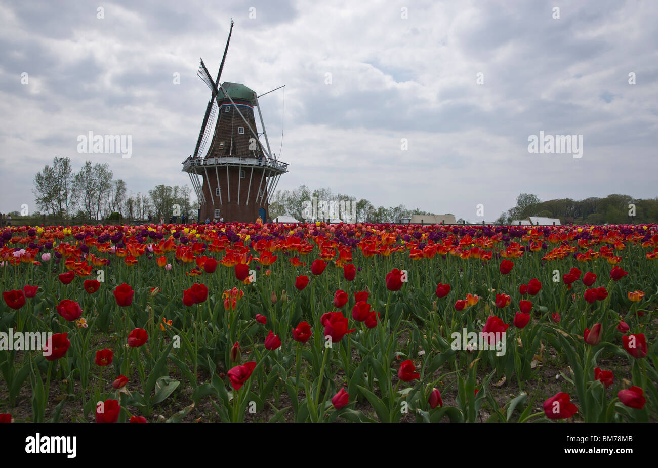 Historique hollandais moulin à vent de Zwaan avec champ de tulipes au premier plan dans Windmill Island Holland Michigan jardin public hi-res Banque D'Images
