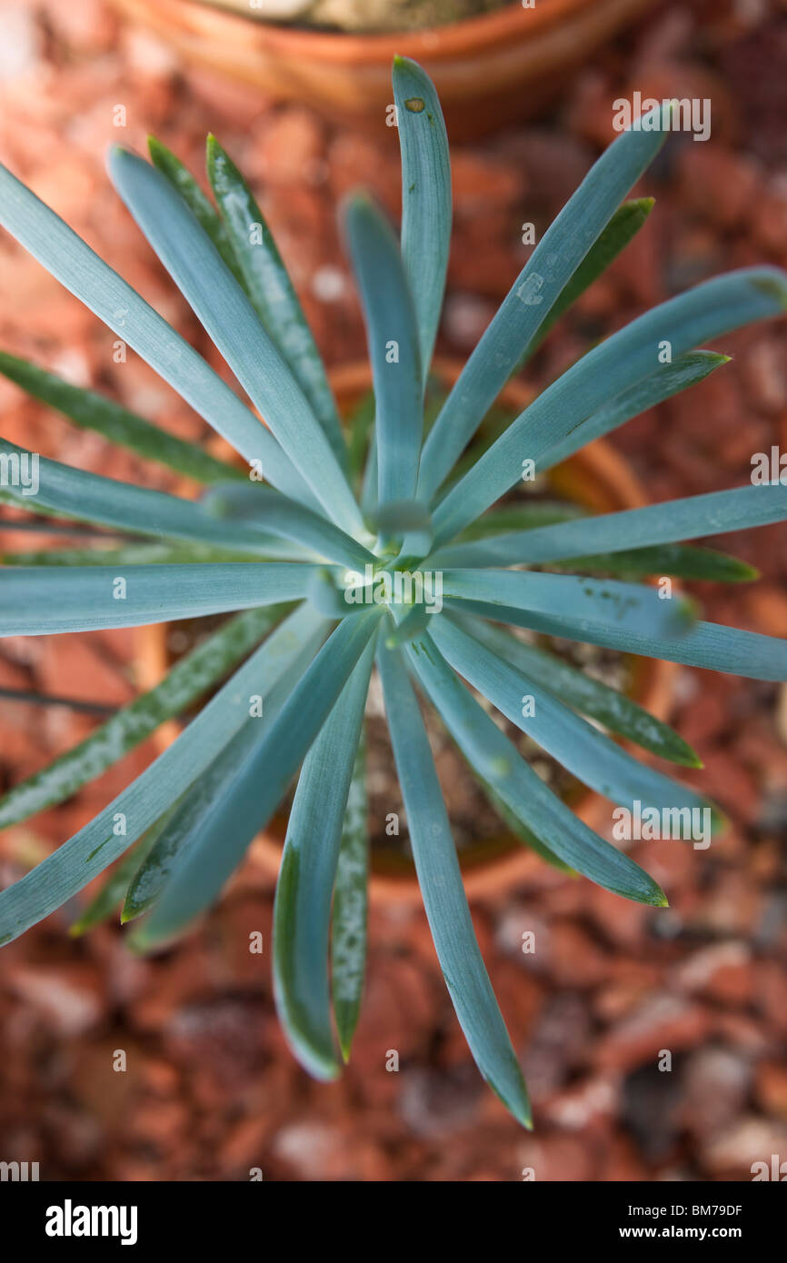 Hybride Kleinia Jolly Gray plante Senecio talinoides hi-res Banque D'Images