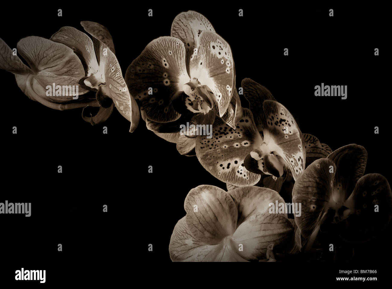 Fine art noir et blanc d'orchidées. Banque D'Images